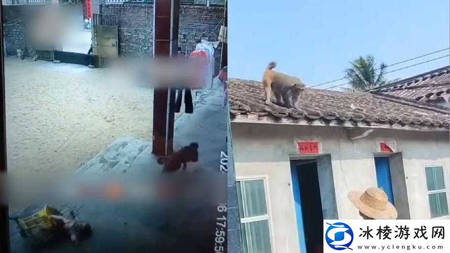 人生猴子不盖被子：趣味独特场景