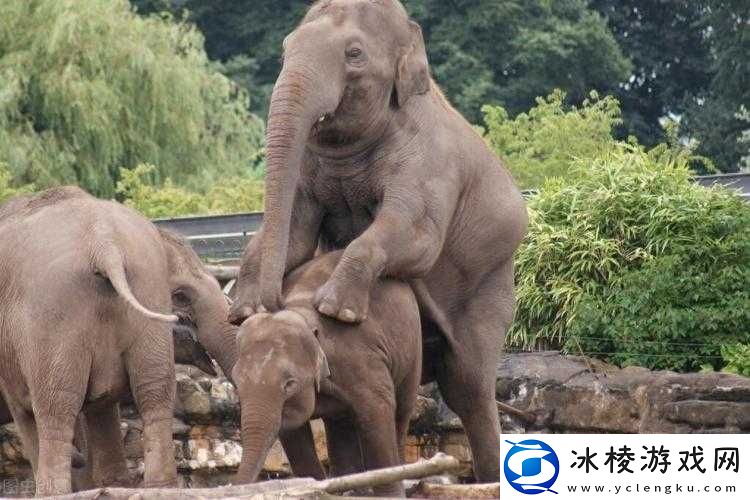 日本-ZOOM-动物：可爱与神秘的交织