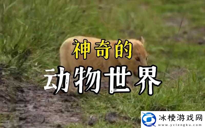 ZOOM-动物：神奇的生物世界