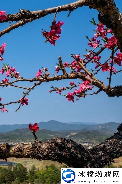 春之唇语：桃花的悄悄话