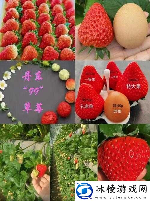 久久草莓还是九九草莓：哪种草莓更能俘获你的味蕾