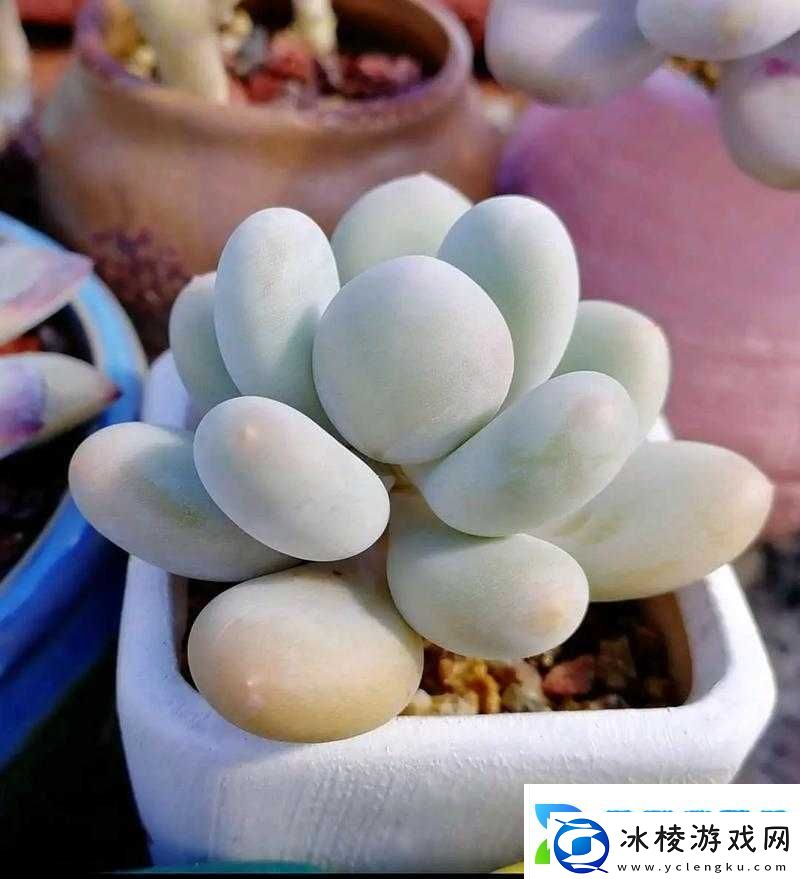 交流1V3多肉：一场多肉爱好者的精彩对决