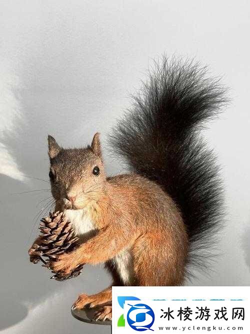 日本毛茸茸的可爱小动物们：毛茸茸的魅力无法抵挡