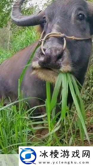 老牛嫩草一二三产品区别是什么-1.-老牛嫩草一二三产品深度解析与对比