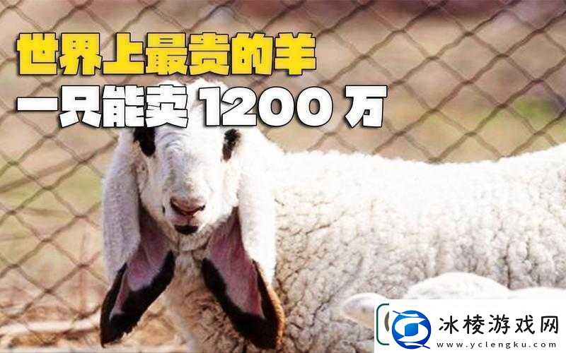 人类黎明之羊毛大发现：探寻羊毛最多的羊种