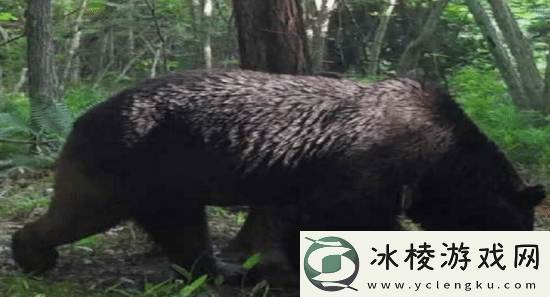 游你扯淡：日本猎人受邀猎杀熊后-却反被警察逮捕