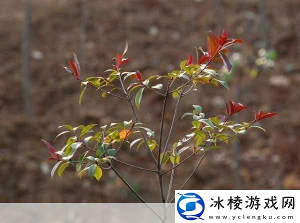 日本电影三叶草的春天感想-1.-春天的希望：三叶草中的生命之歌