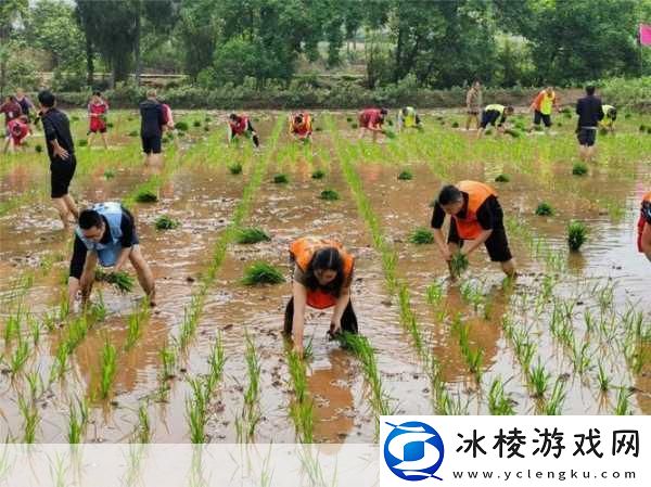 男友说想插秧了怎么回复-1.-你是想体验农田的乐趣吗