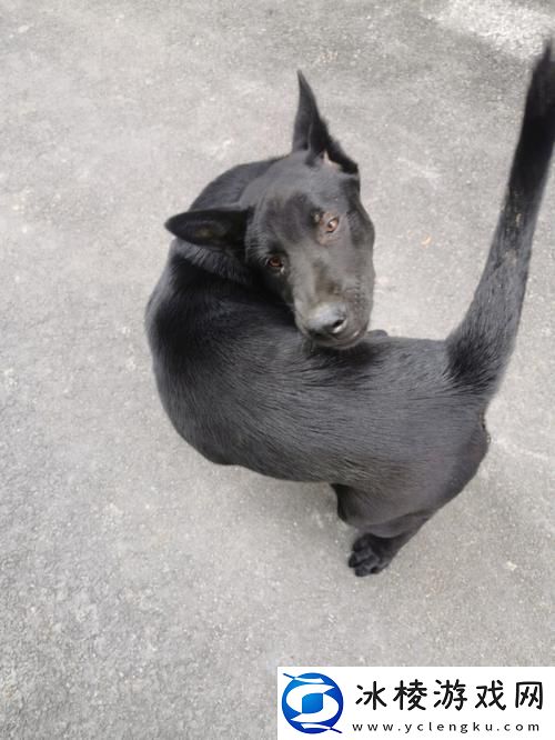 大黑狗的东西又长又硬-惹来乡里一阵喧嚣