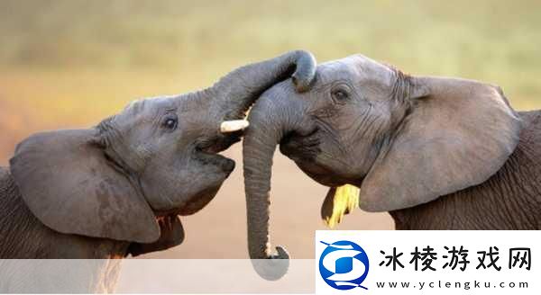 满18点此安全转入2023大象1.＂勇闯18岁：2023大象拓展新篇章