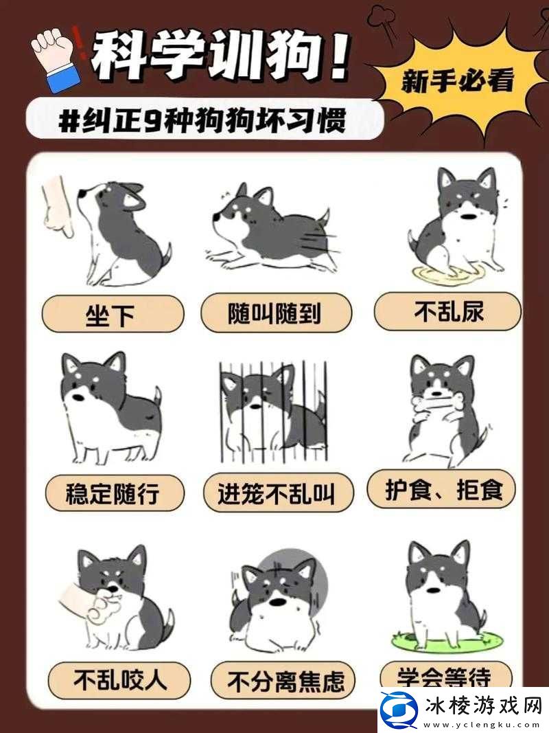 网调小狗的方法：探索一种独特的宠物训练方式