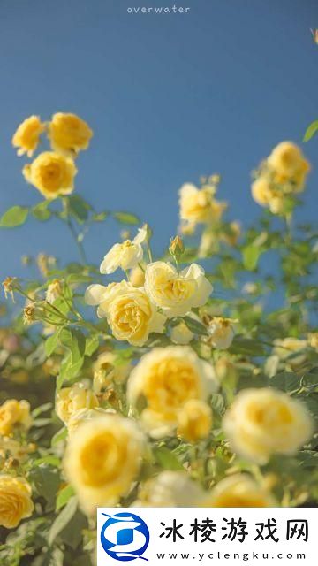 幺9.109版：笑谈科技圈的新晋红