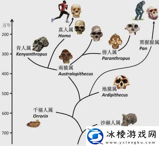 两人造猴子的视频引发的关于物种起源与进化的探讨