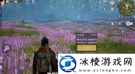 杜松木快速采集地点推荐：实用游戏内策略分享