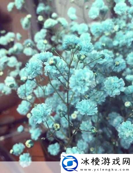 满天星A级意大利