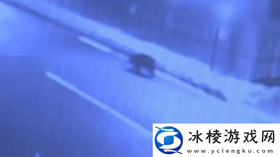 每日私密马赛：日本黑熊闯入超市后被安乐死-有人抗议做法太残忍