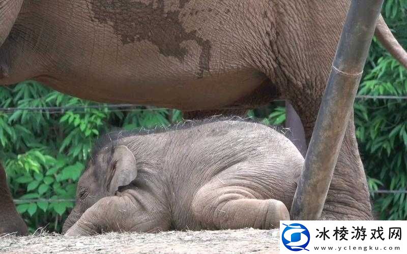 乖乖趴着-H-调教-3P-：极致刺激的多人互动场景