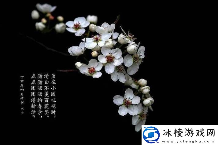 梦回梨花春雨处n-心寄流年星辰