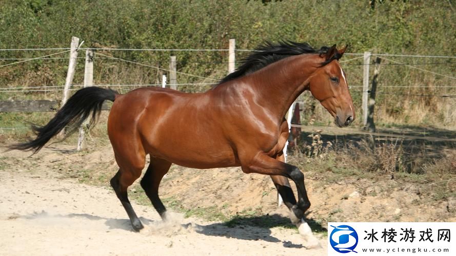 探索“最新的ZOOM动物马”：数字时代的虚拟骑行体验