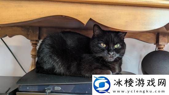 猫猫趴在PS5上不愿离开!玩家