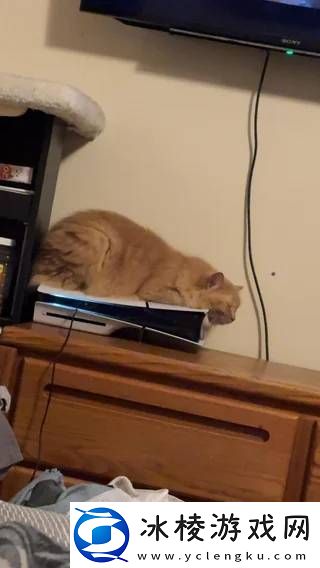 猫猫趴在PS5上不愿离开!玩家