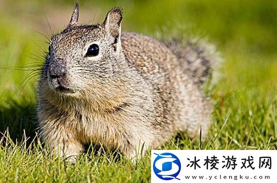 你敢信吗：加州松鼠正在以“令人震惊”的方式进化-开始捕食田鼠