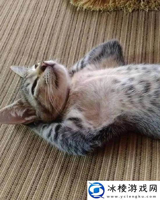 欧美网红身材现状