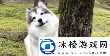 当了两年“狗”的日本人