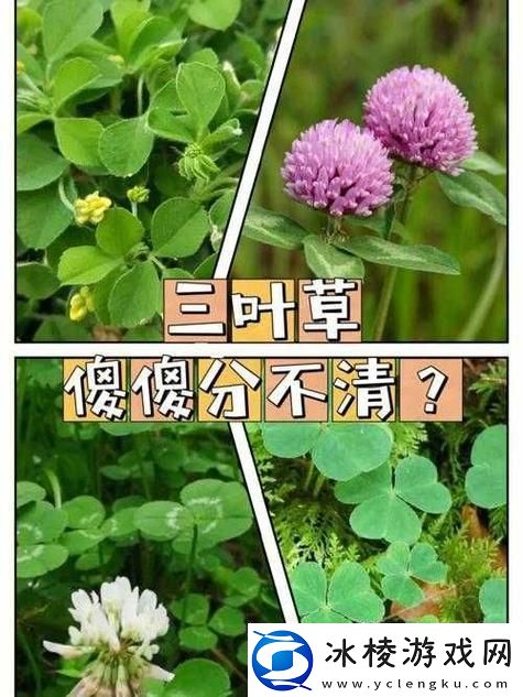 成品人精品人的区别四叶草友：探讨个体的成长与转变