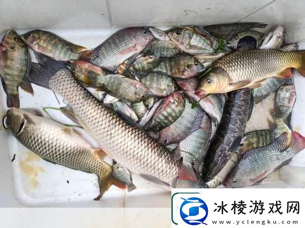 泡泡先锋钓鱼秘籍解锁钓鱼乐趣探索水中秘宝