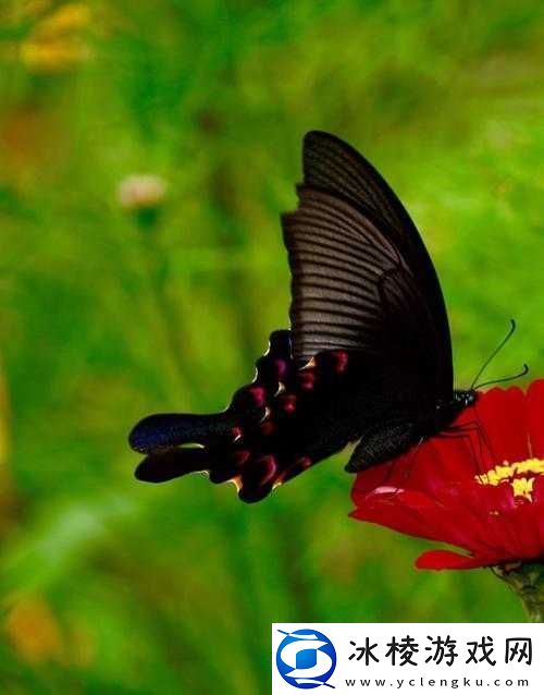 蝴蝶视频传媒广告：打造精彩视觉盛宴的优质平台