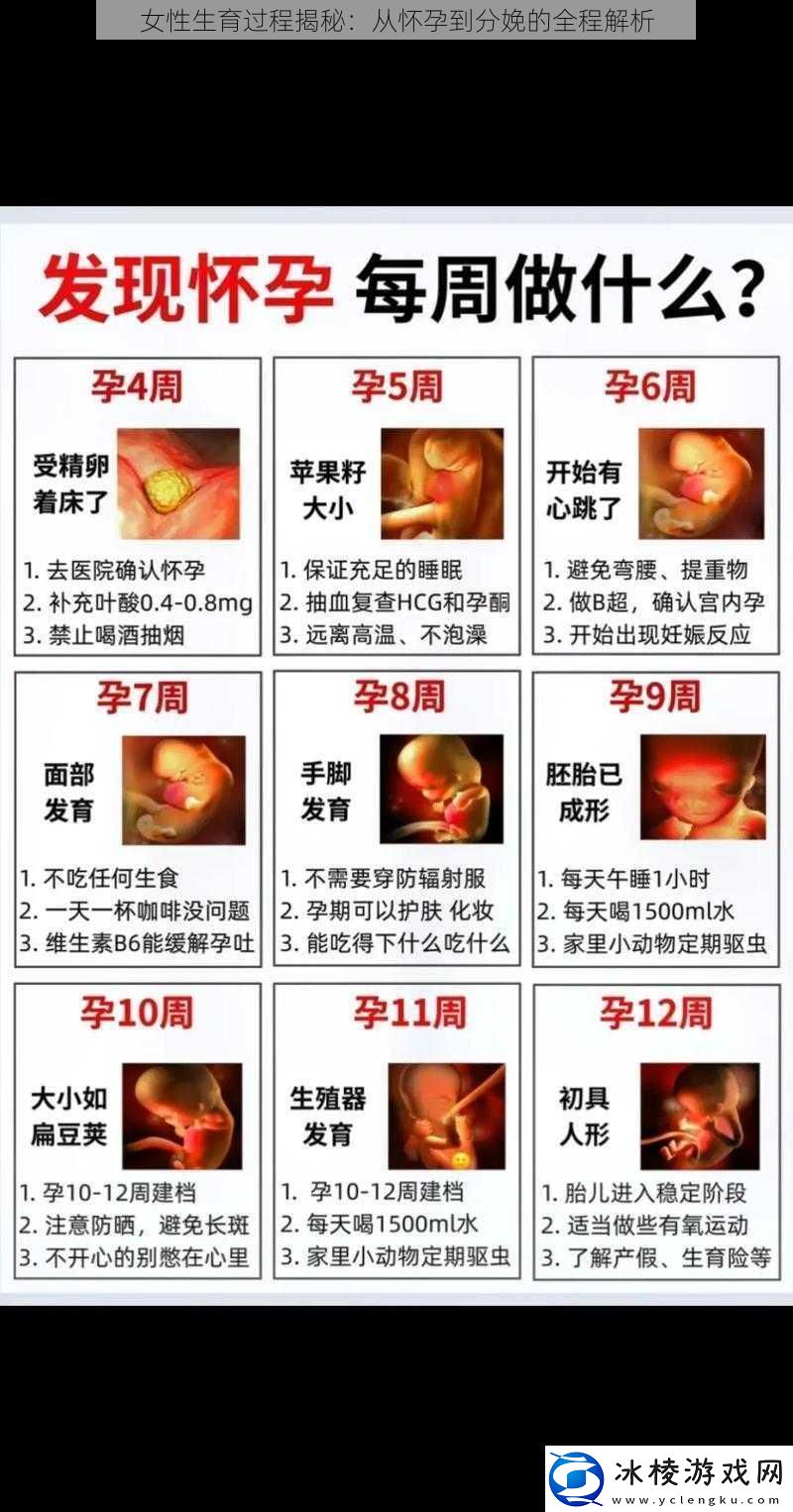 女性生育过程揭秘：从怀孕到分娩的全程解析