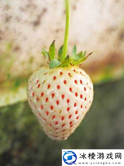 草莓洞洞榨汁法：一种独特的水果处理方式介绍