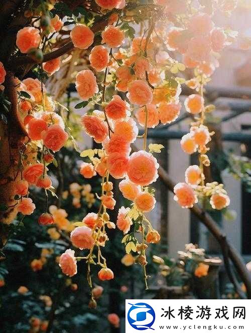 窝人XXHd：一个充满神秘色彩和独特魅力的存在