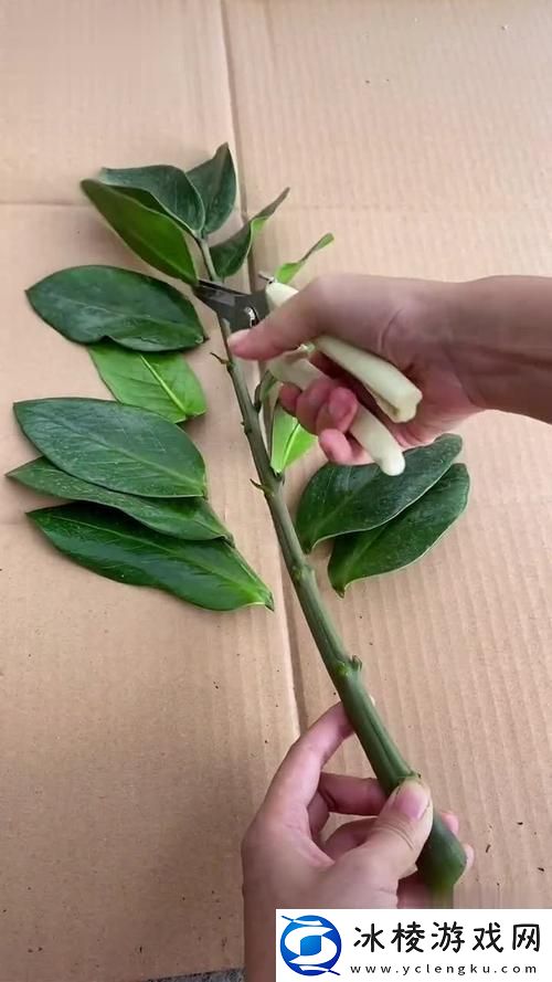 探索坐着扦插bb的好处与乐趣