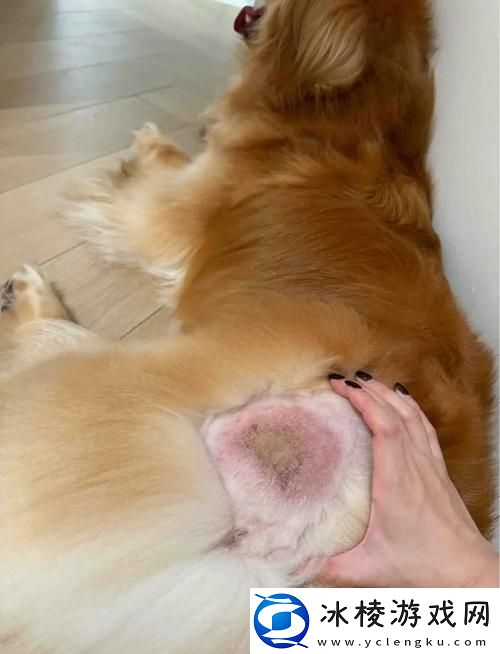 内容丰富美国人与动物胶配方有几种-友：探索多样性与应用价值