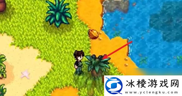 星露谷物语姜岛西部金核桃全收集攻略