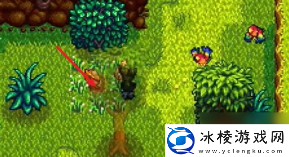 星露谷物语姜岛西部金核桃全收集攻略