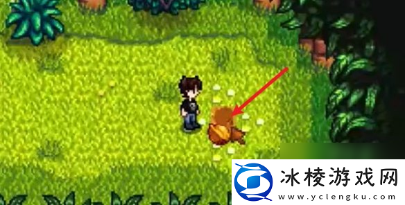 星露谷物语姜岛西部金核桃全收集攻略