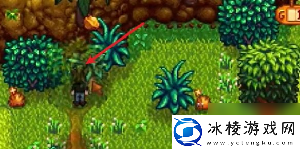 星露谷物语姜岛西部金核桃全收集攻略