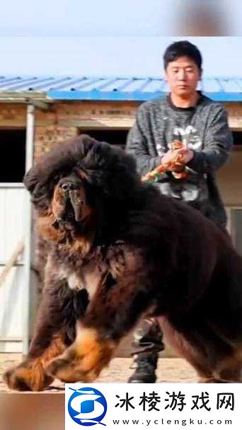 这只巨型藏獒威风凛凛它的眼神仿佛能洞察一切你想知道它有多大吗