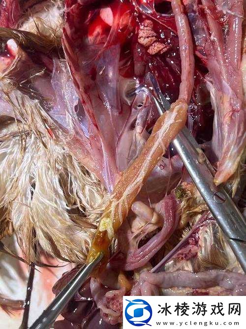 人、禽、乱、交、视、频引发的一系列复杂状况探讨