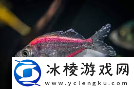 探索鱼之趣味核心-独特魅力与要点解析