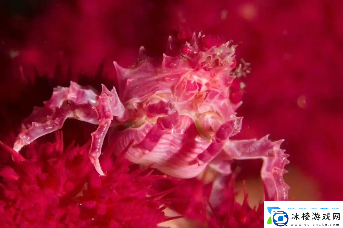 神奇海洋2月13日答案最新2025糖果蟹之所以得名是因为