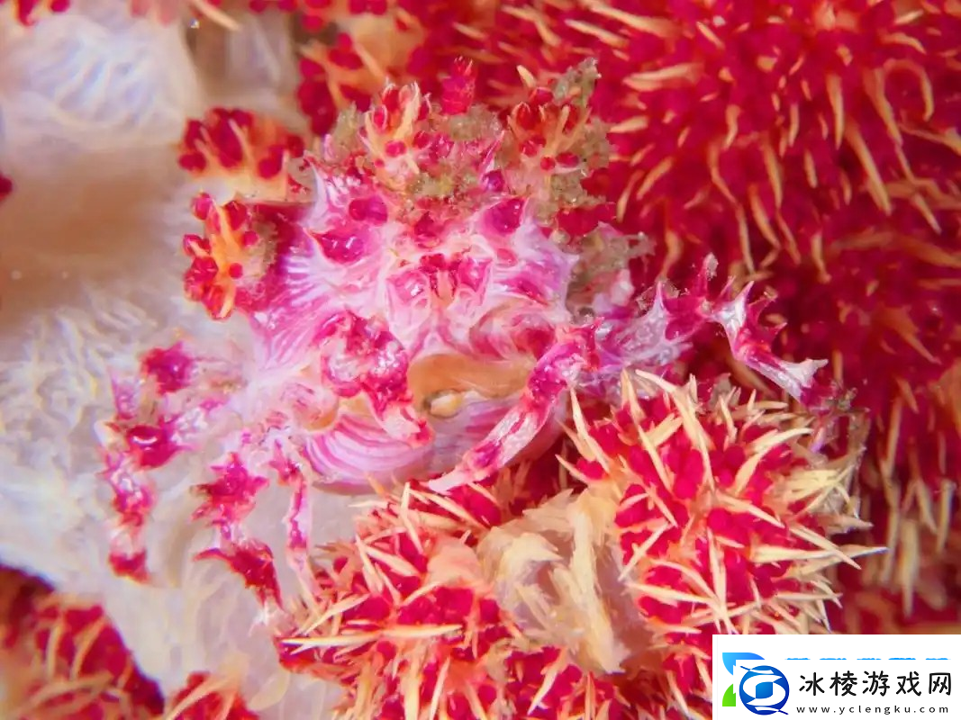 神奇海洋2月13日答案最新2025糖果蟹之所以得名是因为