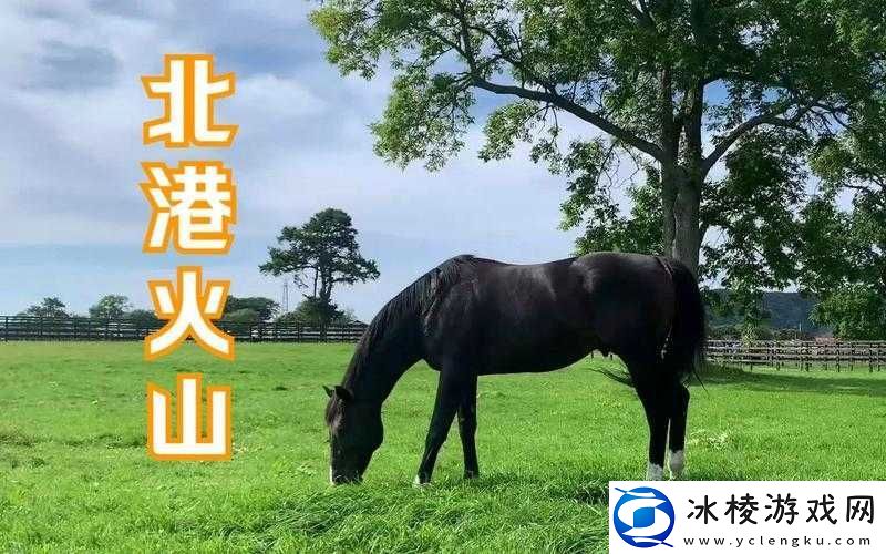 火山的女儿-揭秘产奶赛马的捕捉圣地-神秘地点究竟在何方