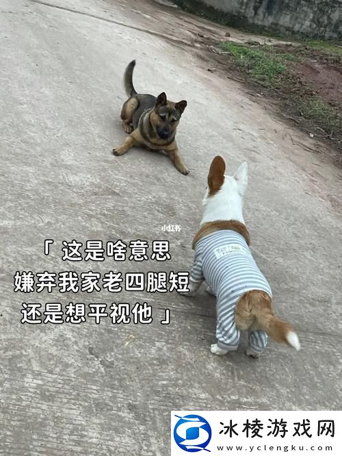 “狗老公”带“拉婆婆”共舞-创新之举引爆坊间谈资！