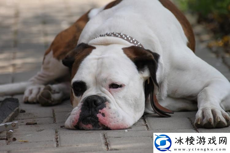 美国人与动物胶配方大全图片稳居榜首-友：居然能这样用动物胶！