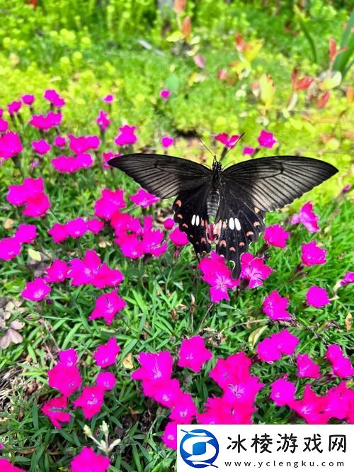 内容丰富花蝴蝶7免费版大全多少集1到8集网友：尽情畅享系列魅力