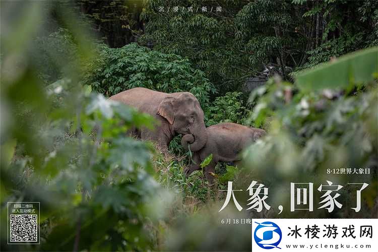 大象回家为何永久不迷路上线-友表示：智慧与记忆的无穷奥秘